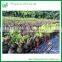 Indoor and Outdoor Ornamental Zamia Furfuracea Ait Plants
