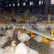 Whole Poultry Equipment for Broilers and Breeders