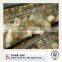 Chicken Use and Q235 steel Material poultry automatic feeding system