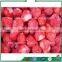 China Strawberry Quick Freezing Line,Berry Production Freezing Line