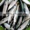 Frozen WR Pacific Mackerel