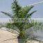 Phoenix Canariensis from 80/100 in 5 liters pot