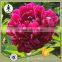 MY TEST Herbaceous Peony Plant Root