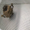 New product professional 1mm hole perforated metal mesh