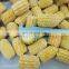 Sinocharm BRC A Certified Grown in Greenhouses IQF Cut Sweet Corn Frozen Sweet Corn