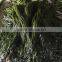 Chinese Seafood of Frozen Salted Kelp Cut Seaweed Buyer