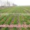 rotary tiller and seeder