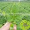 Organic chinese natural fresh dried herbs tea leaves detox tea herbal midicines dried jiao gu lan leaf