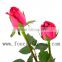 Pot Natural High Quality Long Stem Glass Flowers The Tea Roses On Sale Long Stem Fresh Flowers Pink Roses On Sale From Yunnan