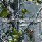 TSAUTOP 0.5M/1M Width New Patterns Camouflage And Tree Hydrographic Film Pva Water Transfer Print Film Hydro Dipping Film P1022