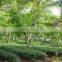 Viet Nam delicious green tea