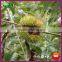 2016 New Crop Organic Harvesting Chinese Fresh Chestnuts