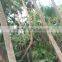 Palm trees Livistona chinensis (Jacq.) R. Br