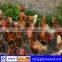 Small diameter chicken wire mesh,decorative chicken wire mesh,wire mesh chicken cages,Hot sale!!!