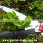 Professional Light-duty Telescopic Waving Aluminum Handle Hedge Blades Shears