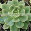 Echeveria elegan hybrid, decorative plants echeveria, succulent plants, tropical plant succulent