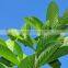 Guava Leaf