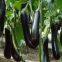 High yield new-bred hybrid f1 eggplant seeds SXE No.5