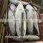 Size 1000g up Frozen Bonito Auxis tapeionsoma wholesale