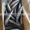 Scomber Japonicus Mackerel Fish From Ocean