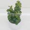 Best selling high simulation mini artificial plants and succulent with best price
