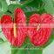 high quality natural anthurium flower for wholesale
