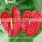 high quality fresh cut red flower anthurium for selling