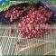 Colour Red Peanuts Kernels New Crop In 