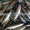 Newly caught WR frozen bonito tuna 300-500g.