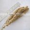 dried broomcorn millet sprays yellow panicum millet