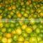 NEW Fresh Baby mandarin orange