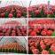 Mini Small Big Size Multi Color Outdoor Indoor Cactus Bonsai