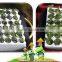 Lasting effect amino acid and fulvic acid organic liquid fertilizer