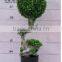 Artificial boxwood decorative topiary spiral tree foliage tree