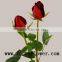 Newest wholesale love roses and Fresh cut foliage high quality love roses carola with 0.8_1.3kg/bundle from yunnan