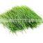 Water soluble barley green grass powder barley grass powder in bulk