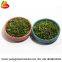 Food Grade Dried Coriander Leaves Supplier
