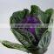 Good quality latest Purple brassica