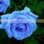 Single fresh blue rose plant for wholesale