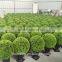 New product wholesale artificial topiary ball artificial buxus balls grass ball for decotaion