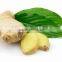 Exporting Young Fresh Spicy Ginger Best Price