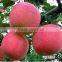 Fruit Fillings/Apple Pie Filling or Topping