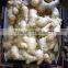 Old Ginger Variety and EXPORT Certification GINGER MATURED 9 MONTHS OLD