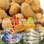 Frozen Roasted Chestnut In Shell---best taste and hot selling