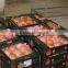Fresh Egyptian Pomegranate crops 2015