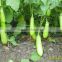 Hybrid Green Eggplant Seeds For Growing-Super Dilicious