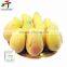 Very high quality Mango Ripener Ethylene(36)