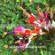 Fancy Bamboo Arrows With Colorful Bowstrings