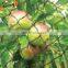 HDPE agricultural 50 x 50 bird netting for garden