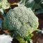 Broccoli Seeds F1 Hybrid High Yield Beautiful Green Cauliflower Seeds